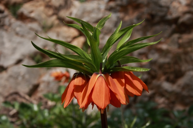 Fritillaria imperialis