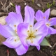 Merendera kurdica
